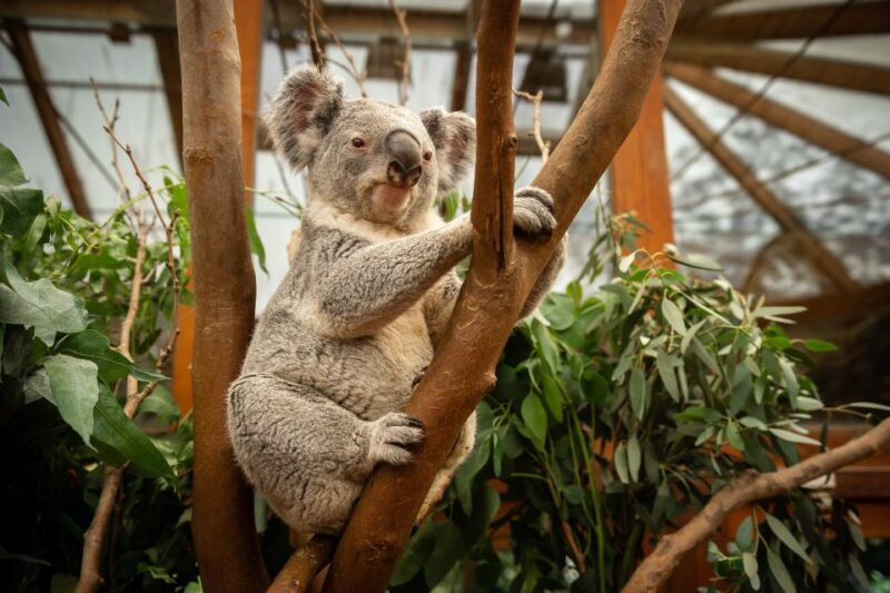 Mechelen: Planckendael ZOO Entry Ticket - Key Points: What You Need to Know About Planckendael ZOO