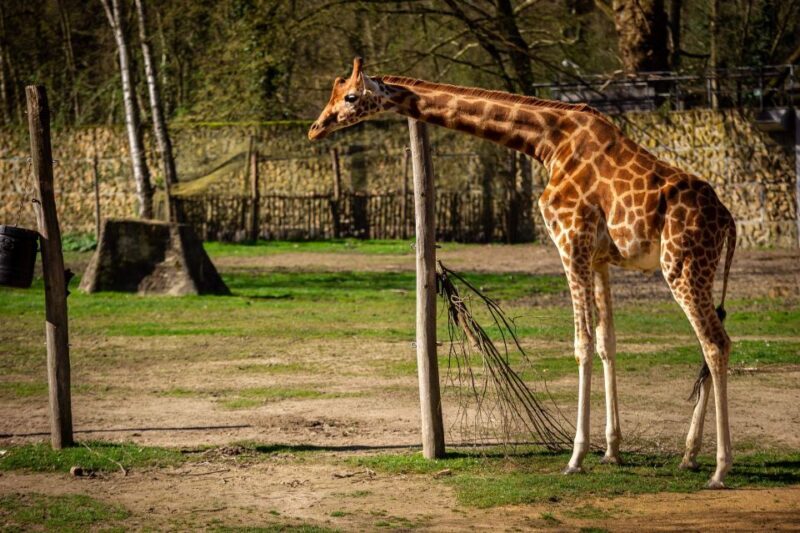 Mechelen: Planckendael ZOO Entry Ticket - Family-Friendly Facilities and Comfort