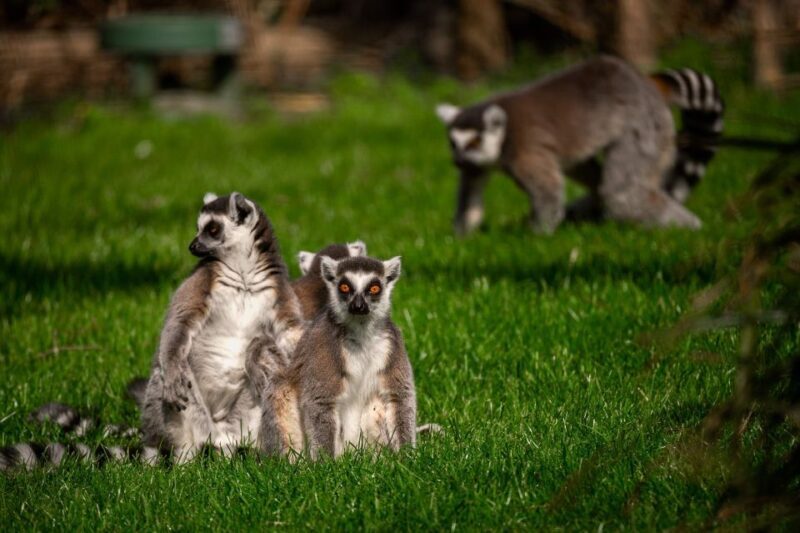 Mechelen: Planckendael ZOO Entry Ticket - Who Will Enjoy This Zoo Most?