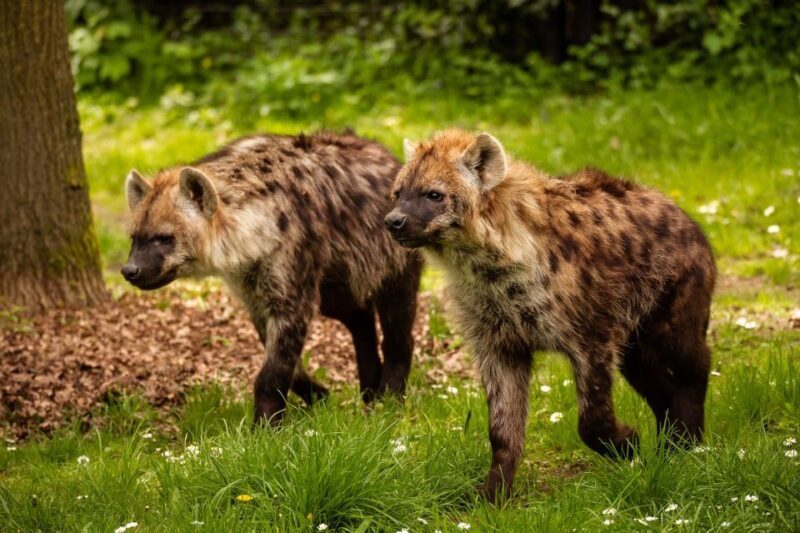 Mechelen: Planckendael ZOO Entry Ticket - FAQs