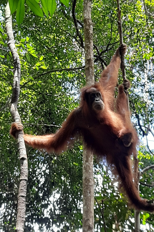 Medan: 7-Day Bukit Lawang Orangutan Exploration Package - Good To Know