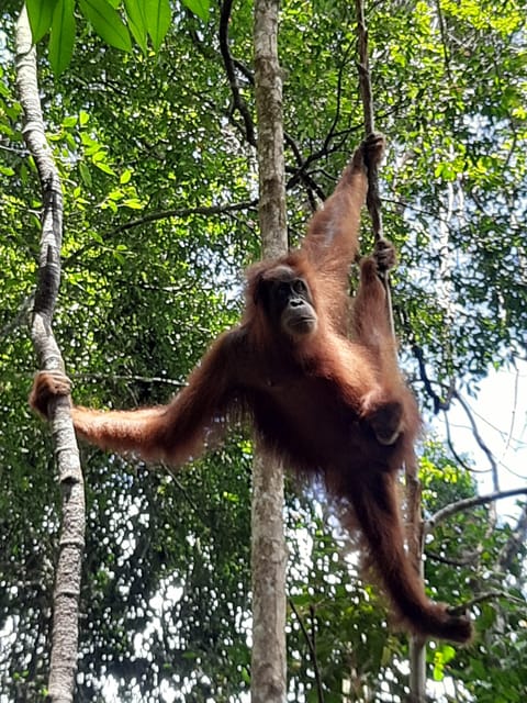 Medan: 7-Day Bukit Lawang Orangutan Exploration Package - Experience Highlights