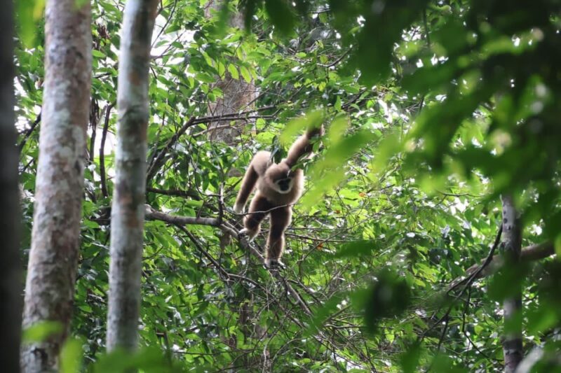 Medan: 7-Day Bukit Lawang Orangutan Exploration Package - Inclusions