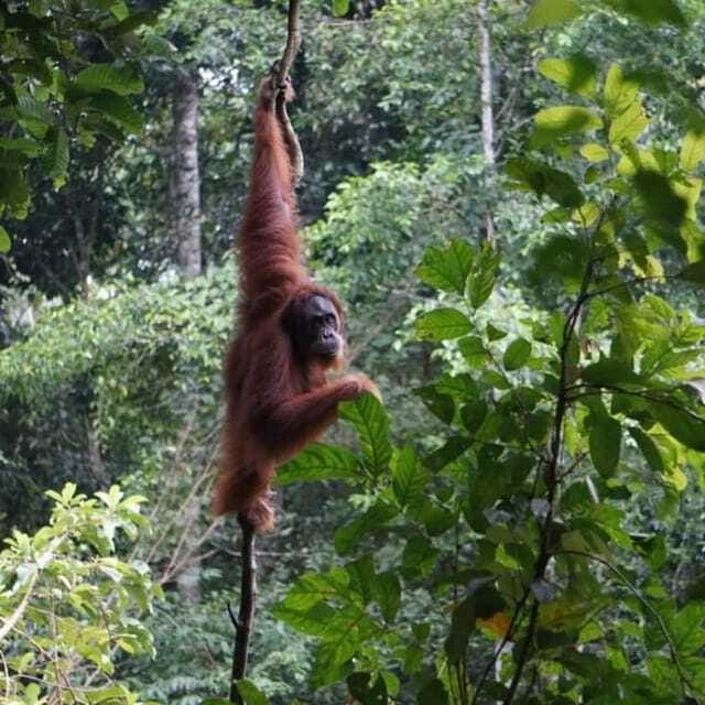 Medan: Bukit Lawang, Berastagi & Lake Toba Tour with Hotel - Who Is This Tour Best For?