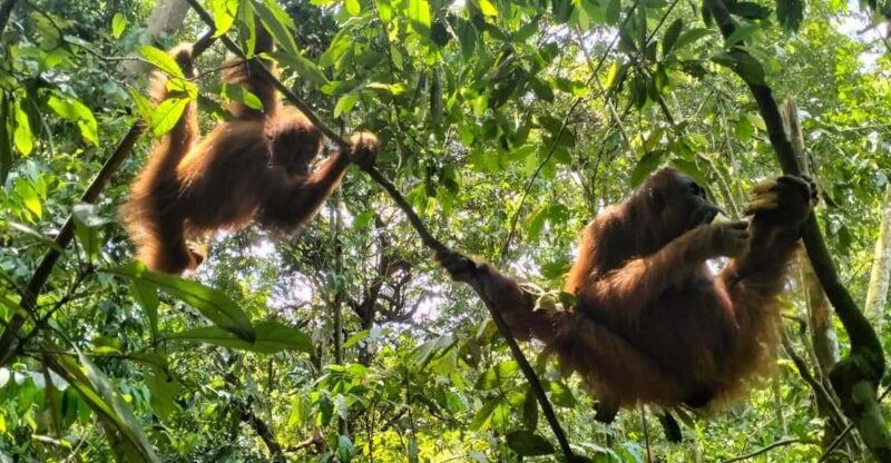 Medan: Bukit Lawang, Berastagi & Lake Toba Tour With Hotel - Itinerary Highlights