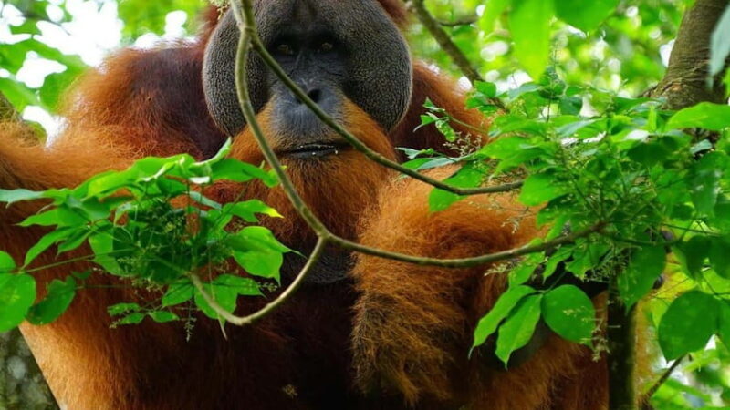 Medan Day Tour: Bukit Lawang Orangutan Trekking - Introduction: An Adventurous Day in the Jungle