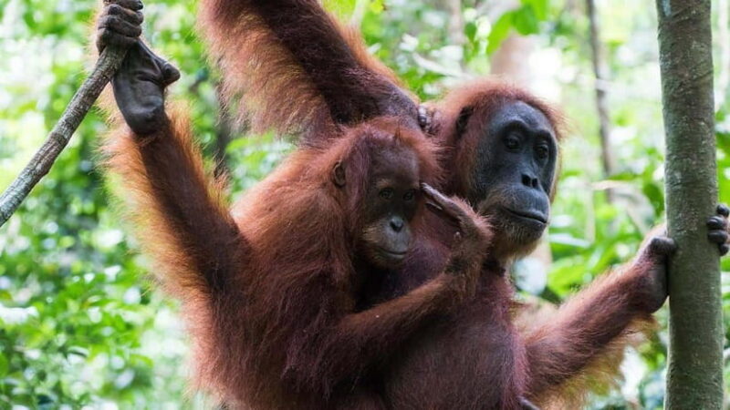Medan Day Tour: Bukit Lawang Orangutan Trekking - Concluding Thoughts: Is This Tour Right for You?