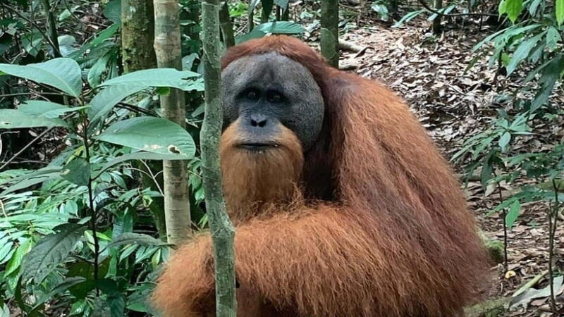 Medan Day Tour: Bukit Lawang Orangutan Trekking - FAQ: Your Practical Questions Answered