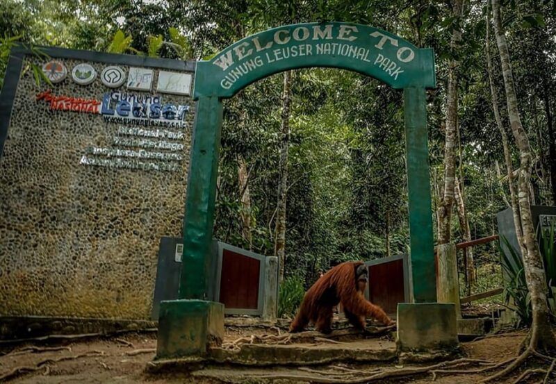 Medan: in the Jungle of Mount Leuser National Park Day Trip - Important Information