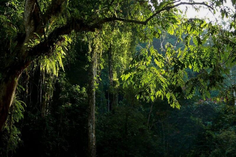Medan: in the Jungle of Mount Leuser National Park Day Trip - Exploring the Orangutan World