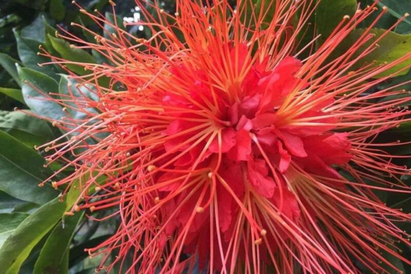 Medellín: Botanical Gardens Half-Day Tour - Itinerary Details