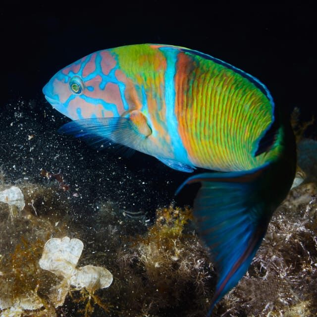 Medes Islands: Snorkeling at the beautiful Nature Park - Why Choose This Tour?