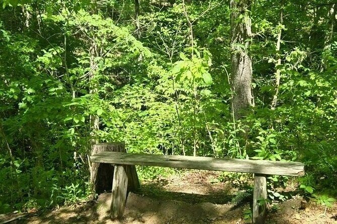 Meditative, Forest Bathing Hike followed by Yoga on the Deck - An introduction to the experience – what makes it special?