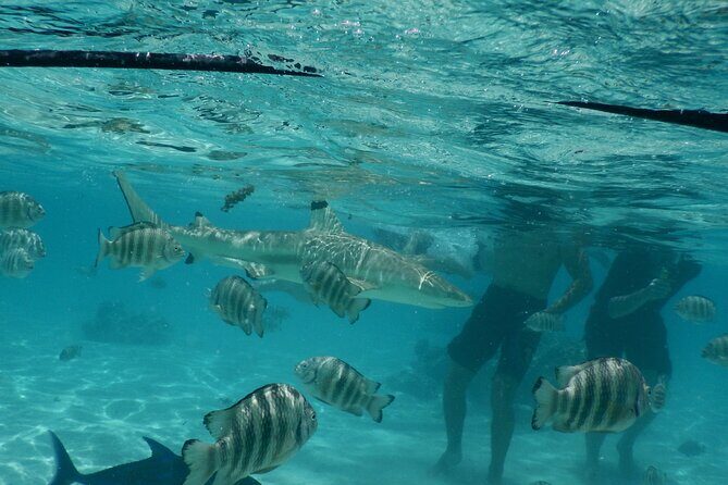 Medium Magical Combo in Moorea of 2 hours of Jetski and 3h30 of Quad - What to Expect from the Medium Magical Combo in Moorea