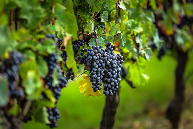 Médoc Region Half-Day Wine Tour With Winery Visit & Tastings From Bordeaux - Exclusions