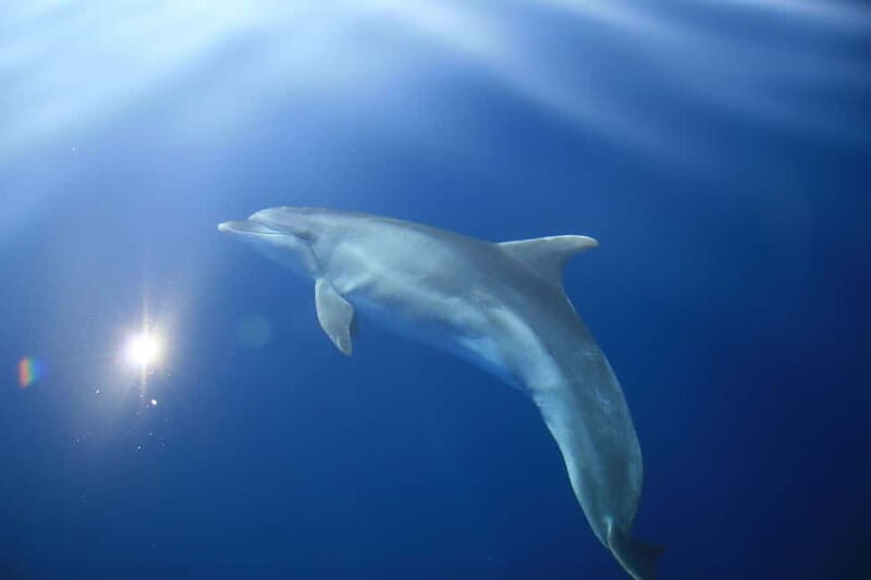 Medulin: Full-Day Boat Tour to Kamenjak and Levan w/ Lunch - Value and Practical Tips