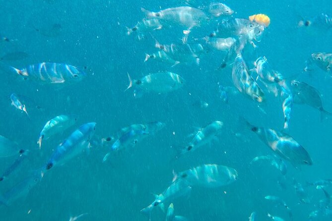 Medulin: Glass Boat Tour Experience to Kamenjak With Mermaid - Amenities and Onboard Experience