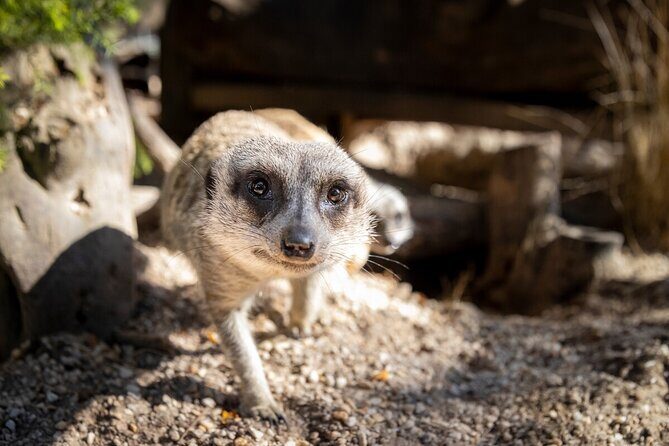 Meerkat Experience at Werribee Open Range Zoo - excl. entry - Key Points