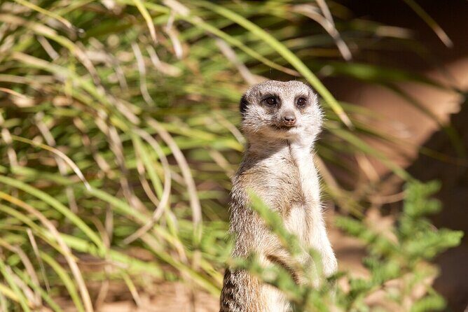 Meerkat Experience at Werribee Open Range Zoo - excl. entry - What to Expect During the Meerkat Experience