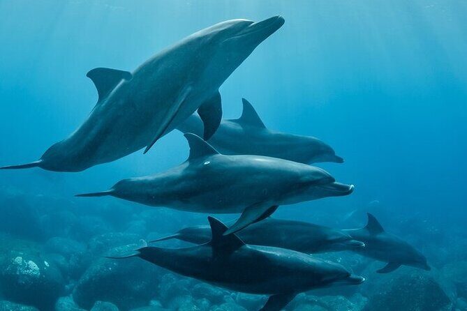Meet Dolphins in Huatulco - The Experience in Detail