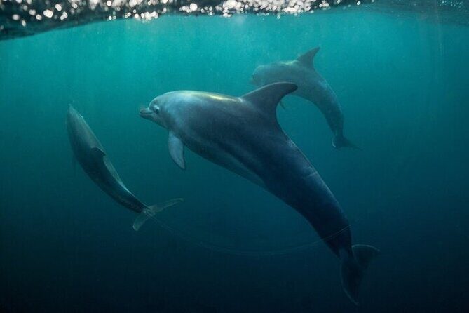 Meet Dolphins in Huatulco - Final Thoughts