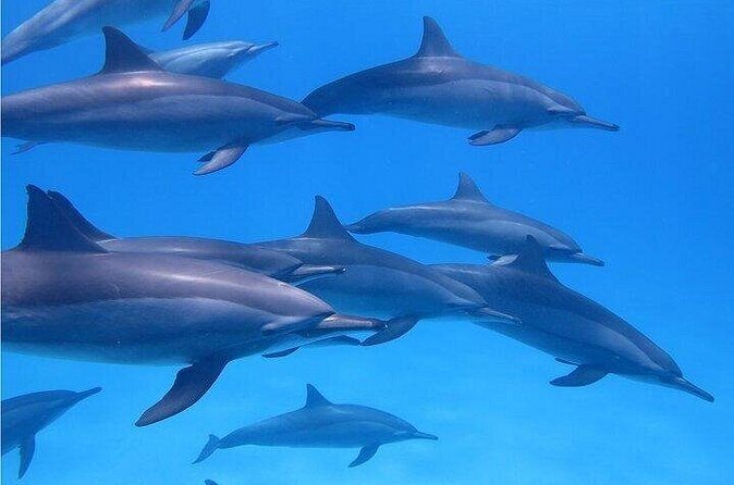 Meet Dolphins in Huatulco - FAQ