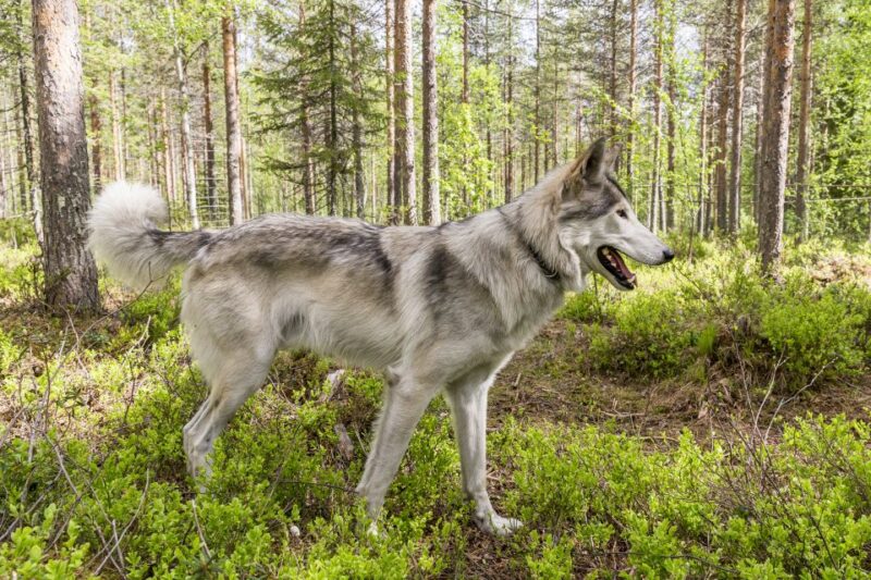 Meet Taivas & the Arctic Wolves - Private Tour - Activities and Learning