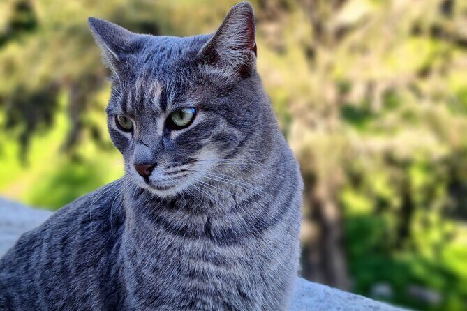 Meet the Cats of Acropolis and Thissio Private Tour - Key Points