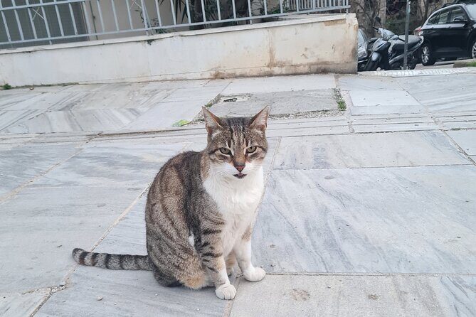 Meet the Cats of Acropolis and Thissio Private Tour - Who Will Love This Tour?