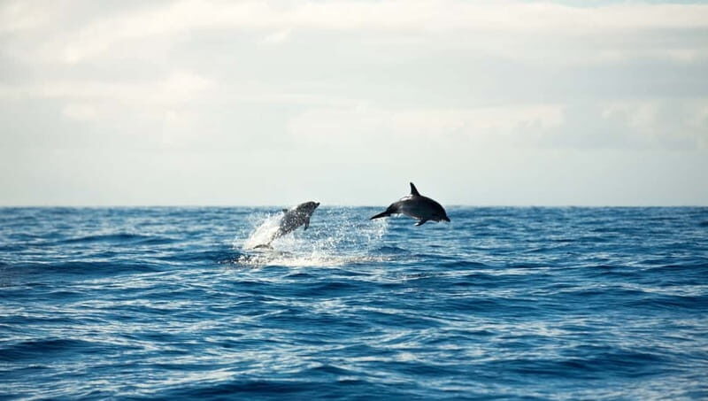 Meet the Dolphins  Escursione in Gommone - RIB Excursion - Who Should Consider This Tour?