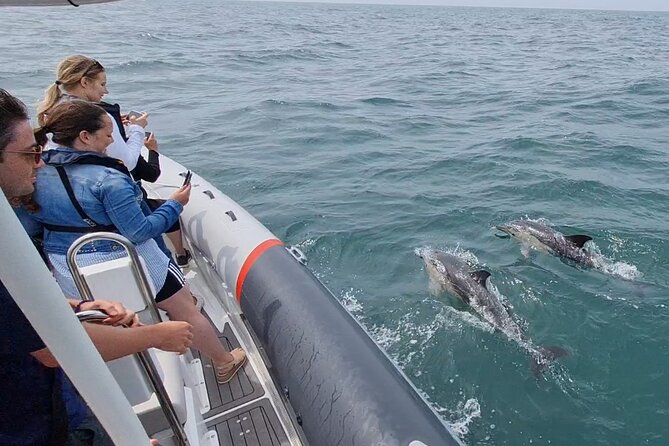 Meet the Lisbon Dolphins - Dolphin Watching in Lisbon - Wildlife Spotting