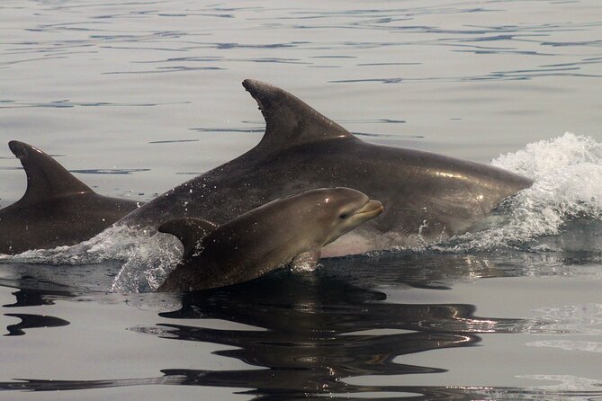 Meet the Lisbon Dolphins - Dolphin Watching in Lisbon - Getting There
