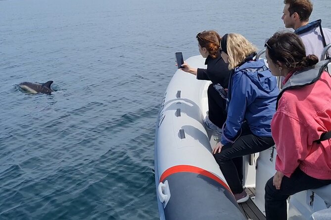 Meet the Lisbon Dolphins - Dolphin Watching in Lisbon - Cancellation Policy