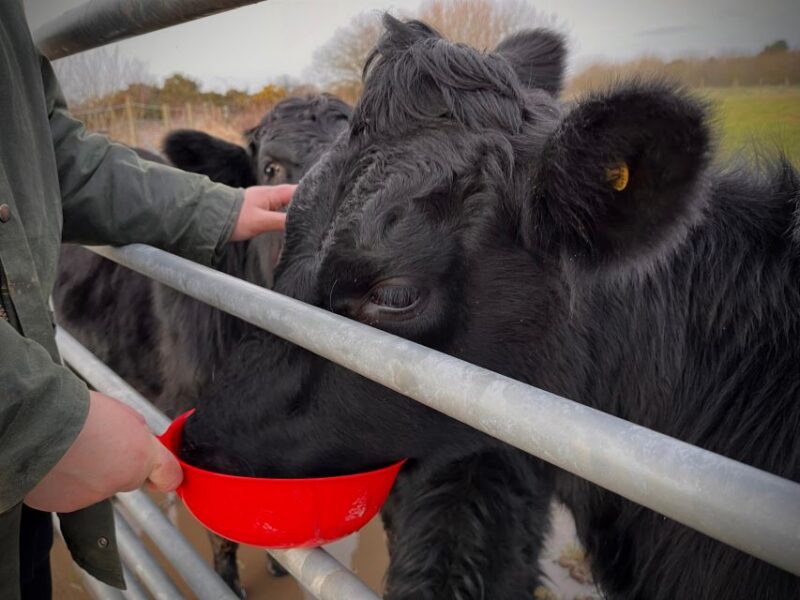 Meet the Mini Moos - Engaging With the Dexter Cows