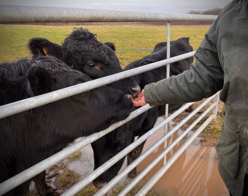 Meet the Mini Moos - Heartwarming and Joyful Experience