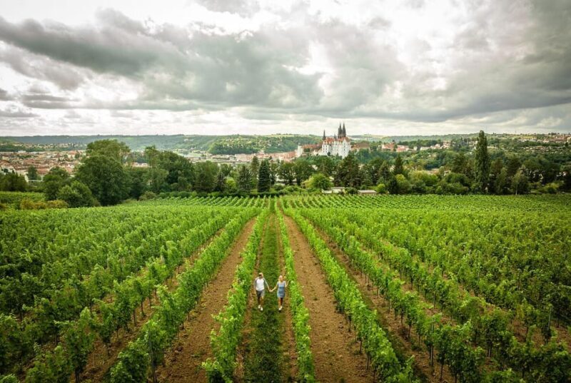 Meissen: Wine hike in the Proschwitz vineyards incl. 3-person wine tasting - Exploring the Meissen Wine Hike in the Proschwitz Vineyards: An Authentic Saxon Experience