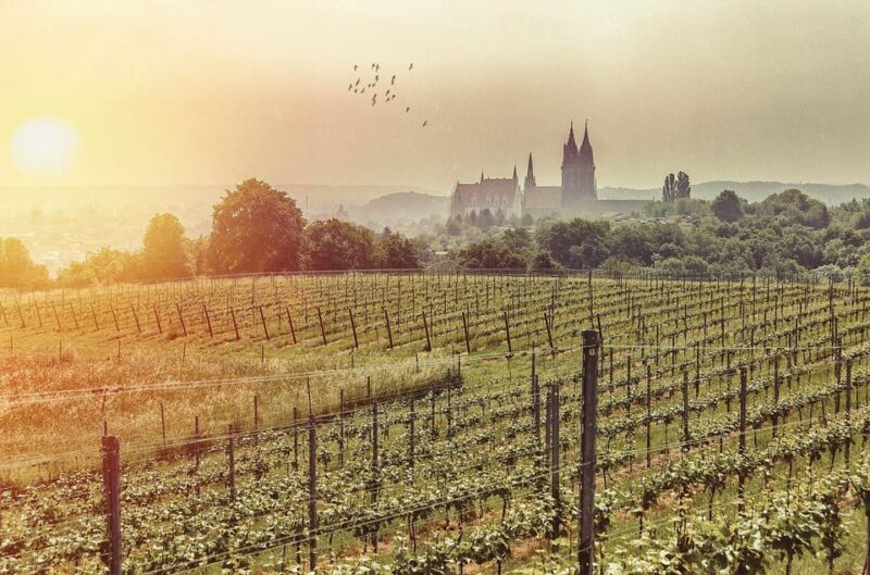 Meissen: Wine hike to the Rothes Gut winery including 3-person wine tasting - Key Points