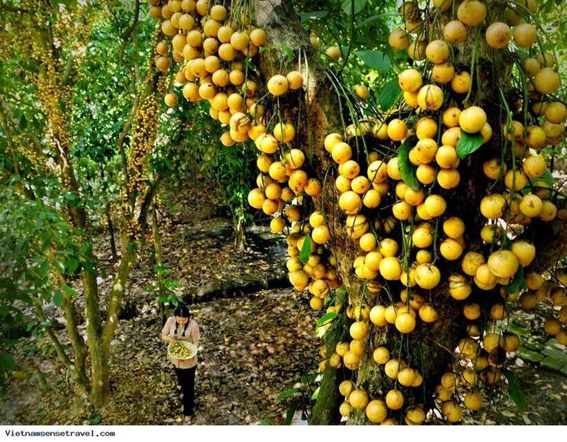 MEKONG DELTA TOUR TO CAI BE – TAN PHONG ISLAND FULL DAY - Important Information for Travelers