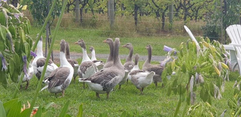 MEL: Private Yarra Valley Wine & Healesville Sanctuary Tours - Key Points