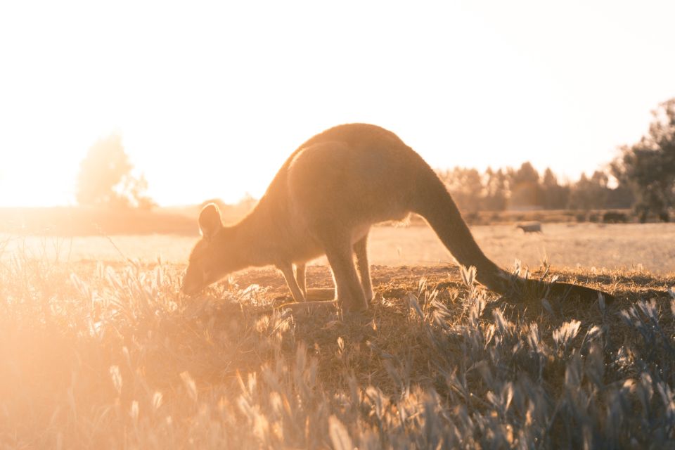 Melbourne: 12 Apostles, Great Otways and Great Ocean Road - Important Information