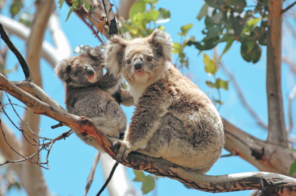 Melbourne: 12 Apostles, Great Otways and Great Ocean Road - Recap
