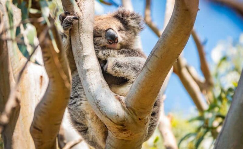 Melbourne: 12 Apostles Sunset Tour - Less Crowds - Who Will Love This Tour?
