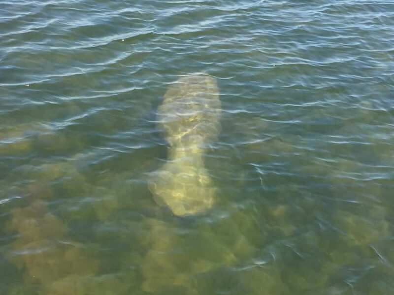 Melbourne: 2-Hour Dolphin & Manatee River Tour - Key Points