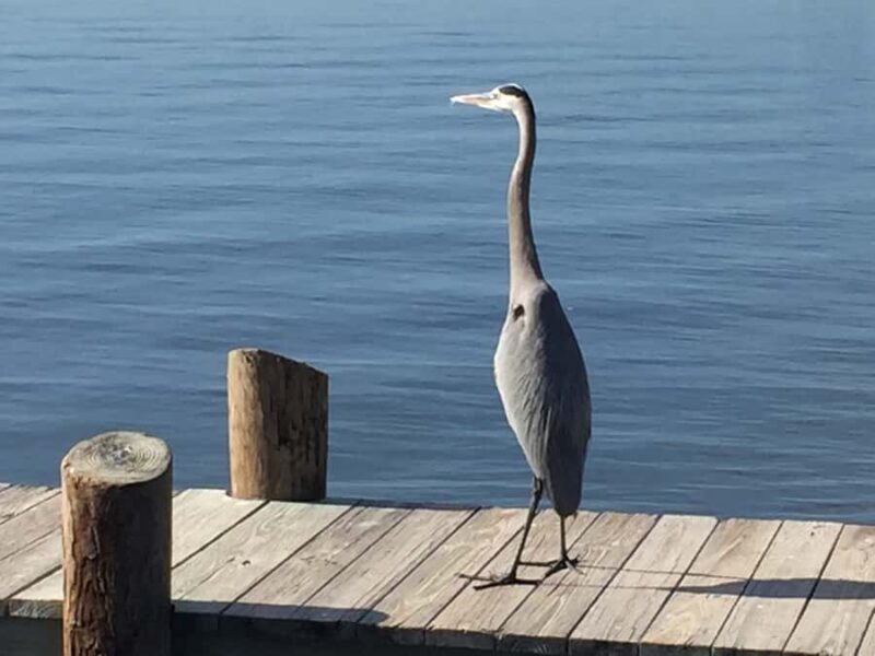 Melbourne: 2-Hour Dolphin & Manatee River Tour - A Closer Look at the Tour Experience
