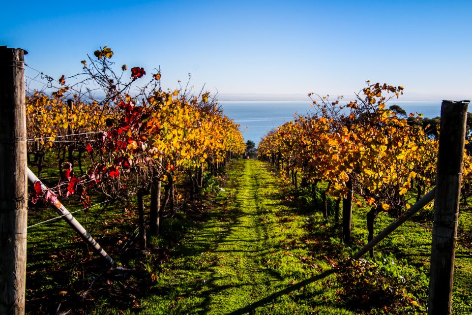 Melbourne: Around the Bay Food & Wine Taste Trail - Customer Reviews