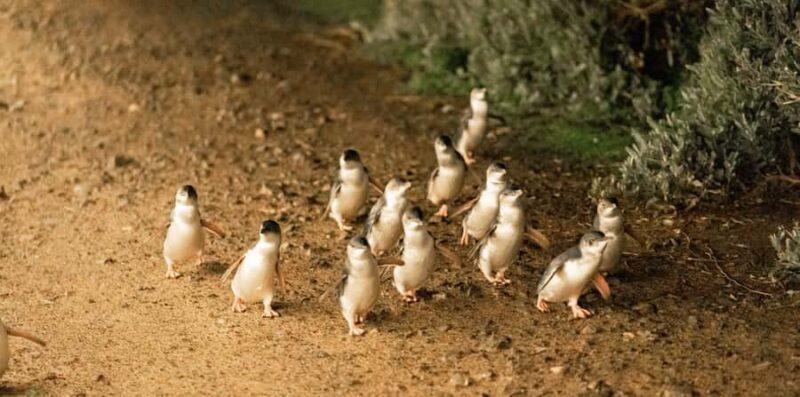 Melbourne: Boutique Phillip Island Wine, Dine & Penguin Tour - FAQ