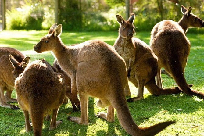 Melbourne City Card (3 Days): Visit Unlimited Attractions! - Practical Tips for Making the Most of the Card