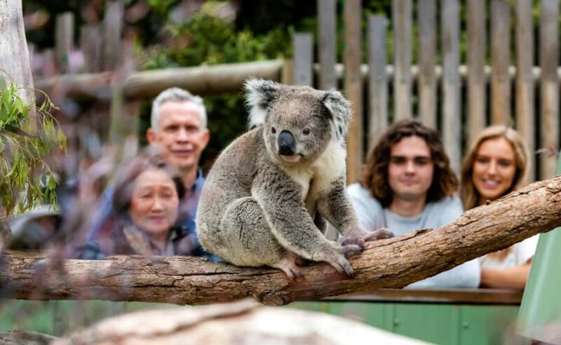 Melbourne City & Wildlife Sanctuary for Cruise Passengers - A Deep Dive into the Tour Experience