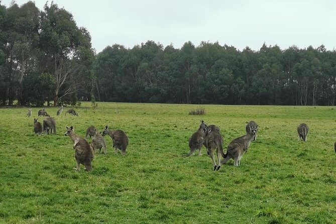 Melbourne Combo: Great Ocean Road Day Trip and Phillip Island Day Trip from Melbourne - The Sum Up