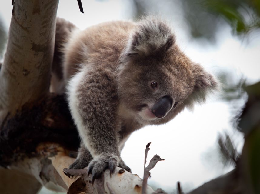 Melbourne Flexi Attractions Pass: 3, 5 or 7 Tickets - Attractions and Inclusions